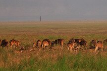 Corbett panorama dears Corbett panorama dears