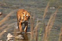 Corbett Corbett