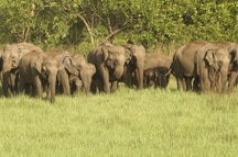Corbett Corbett