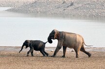 Corbett Corbett