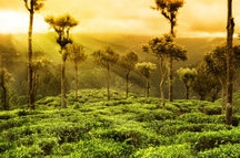 Darjeeling Darjeeling