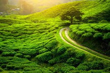 Darjeeling Darjeeling