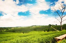Tea Plantation Tea Plantation