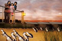 Penguin Parade Family Penguin Parade Family