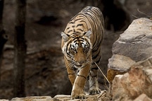 Tiger spotting in Ranthambore Tiger spotting in Ranthambore