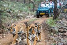 Ranthambore Safari Ranthambore Safari