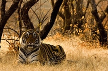 Ranthambore Ranthambore