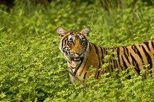 Ranthambore Ranthambore