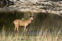 Sambar Deer Sambar Deer