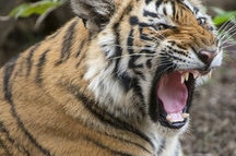 Tiger Tiger