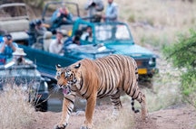 Jungle Safari Jungle Safari