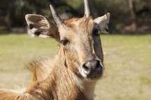 Roe Deer Roe Deer