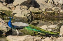 Indian Peacock Indian Peacock