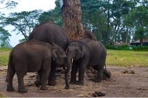 Elephant camp visit Dubare, Coorg
Elephant camp visit Dubare, Coorg
