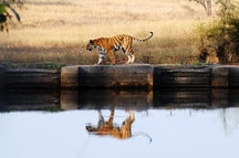Bandhavgarh Bandhavgarh