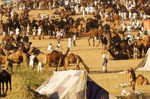 Pushkar Pushkar
