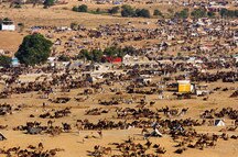 Pushkar Pushkar