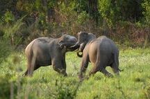 Tusker Tussle at Jim Corbett Tusker Tussle at Jim Corbett