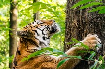 Tiger in the Bondla Wildlife Sanctuary Tiger in the Bondla Wildlife Sanctuary