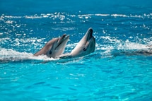 Dolphin Chasing in Goa Dolphin Chasing in Goa