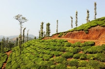 Tea Garden Tea Garden