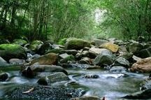 The mesmerizing Kodaikanal Forest The mesmerizing Kodaikanal Forest