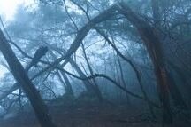 Misty Scary Forest In Fog Misty Scary Forest In Fog