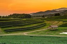 The alluring Boon Rawd Farm The alluring Boon Rawd Farm