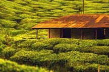 Tea Plantation Tea Plantation