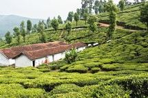 Tea Plantation near Sholur Tea Plantation near Sholur
