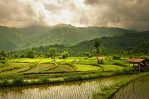 Rice Fields Rice Fields