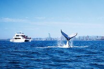 Whale Watching Gold Coast Whale Watching Gold Coast