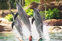Sea World , Gold Coast Sea World , Gold Coast