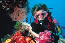Reef Reef