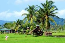 Paddy Field Paddy Field