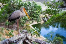 Kuala Lumpur Bird Park Kuala Lumpur Bird Park