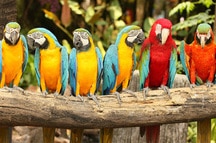 Casela Bird Park Casela Bird Park