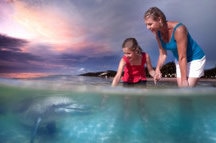 Dolphin Feeding Camp Dolphin Feeding Camp