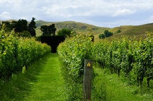 Vineyard Vineyard