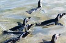 Penguin Swim Penguin Swim