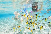 Snorkelling Snorkelling