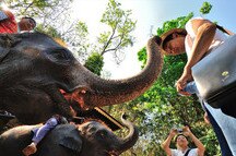 Elephant Show at Maesa, Chiang Mai Elephant Show at Maesa, Chiang Mai