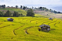 Step Fiels Farms, Chiang Mai Step Fiels Farms, Chiang Mai