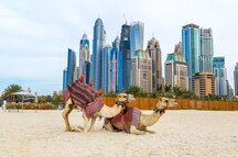 Camels in front of Dubai Marina Camels in front of Dubai Marina