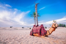 Camel Safari, Dubai Camel Safari, Dubai