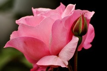 This marvellous poduct of nature This marvellous poduct of nature