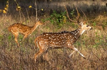 Kanha Kanha