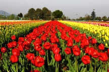 The marevellous Tulip Garden The marevellous Tulip Garden