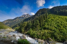 The thilling way to the Himalayan Pine Forest The thilling way to the Himalayan Pine Forest