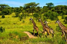 Amboseli Amboseli